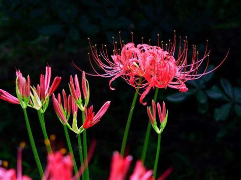 彼岸花荼蘼花|彼岸花、曼殊沙华、曼陀罗之间是什么关系？